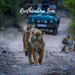 Jaipur to Ranthambore Same Day Tour Packages